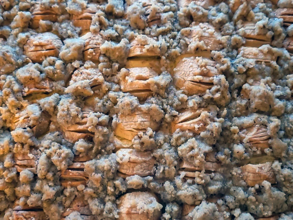 Apfelkuchen von Gerlinde